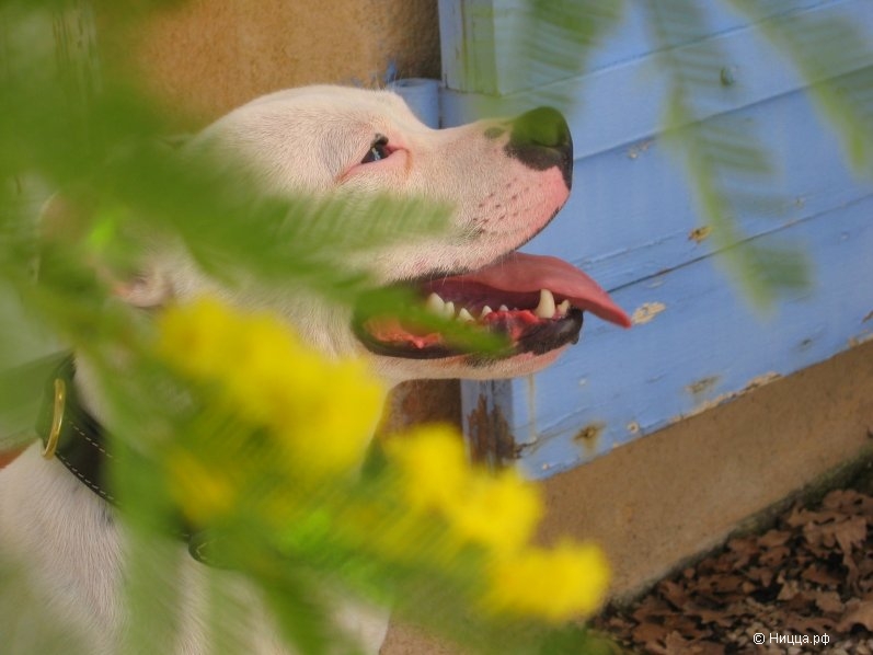 mimosa+atome 005.jpg